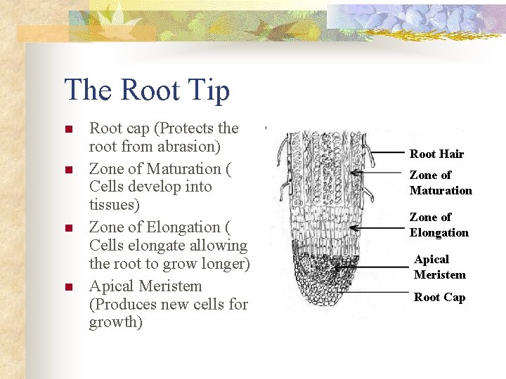 The Root Tip n n Root cap (Protects the root from abrasion) Zone of