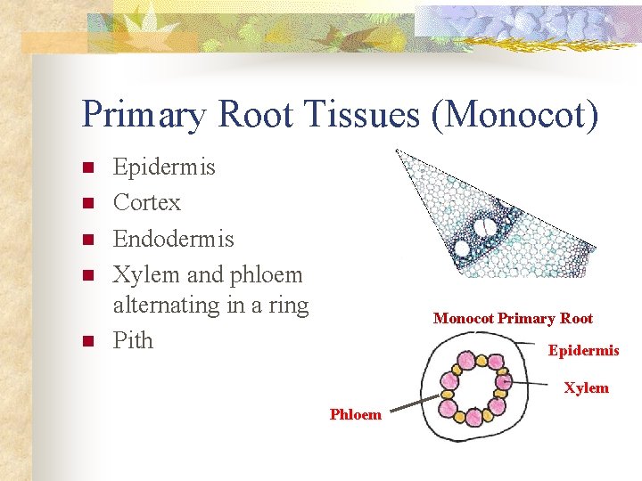 Primary Root Tissues (Monocot) n n n Epidermis Cortex Endodermis Xylem and phloem alternating
