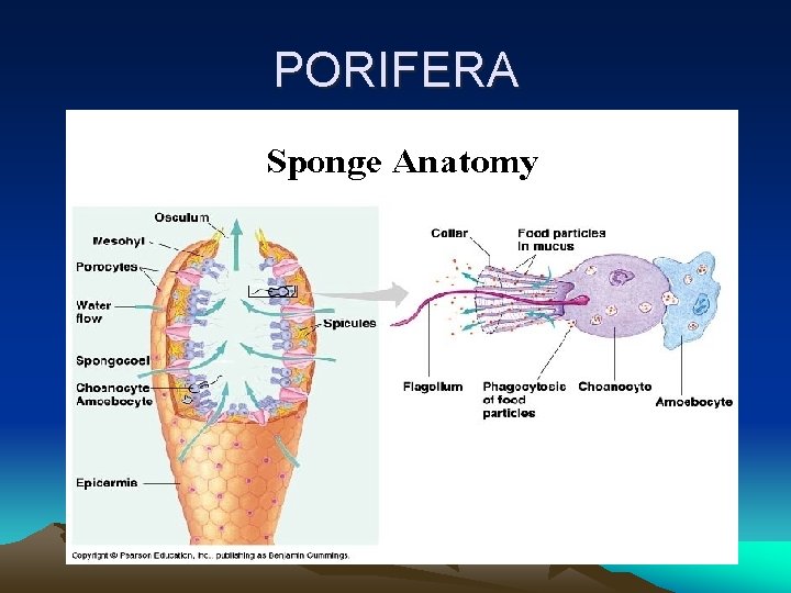 PORIFERA 