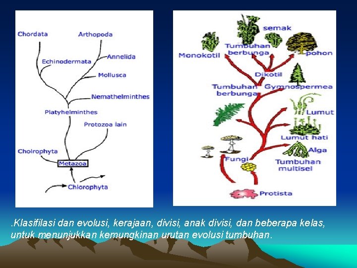 . Klasifilasi dan evolusi, kerajaan, divisi, anak divisi, dan beberapa kelas, untuk menunjukkan kemungkinan