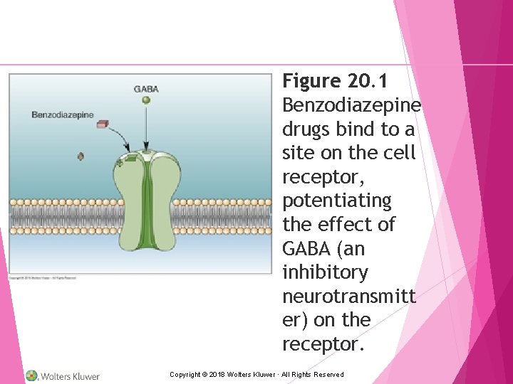 Figure 20. 1 Benzodiazepine drugs bind to a site on the cell receptor, potentiating