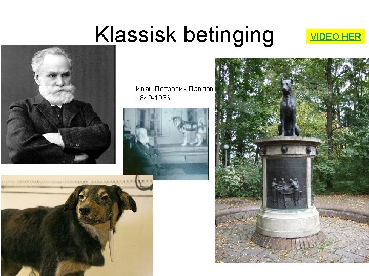 Klassisk betinging Иван Петрович Павлов 1849 -1936 VIDEO HER 