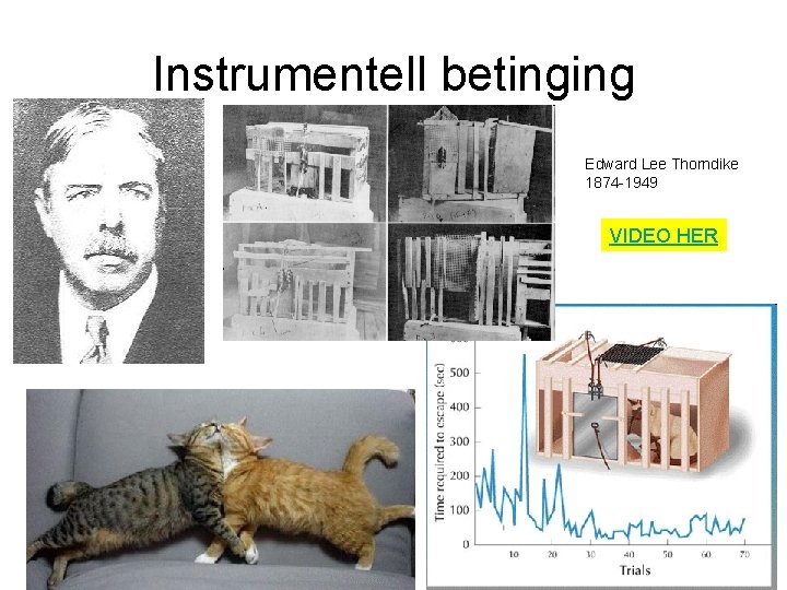 Instrumentell betinging Edward Lee Thorndike 1874 -1949 VIDEO HER 