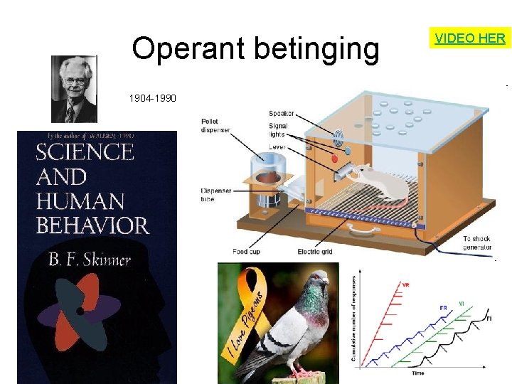 Operant betinging 1904 -1990 VIDEO HER 