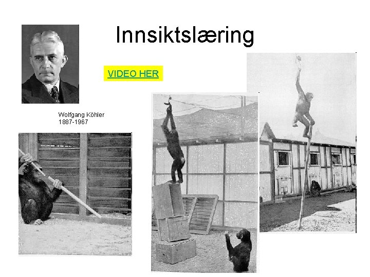 Innsiktslæring VIDEO HER Wolfgang Köhler 1887 -1967 