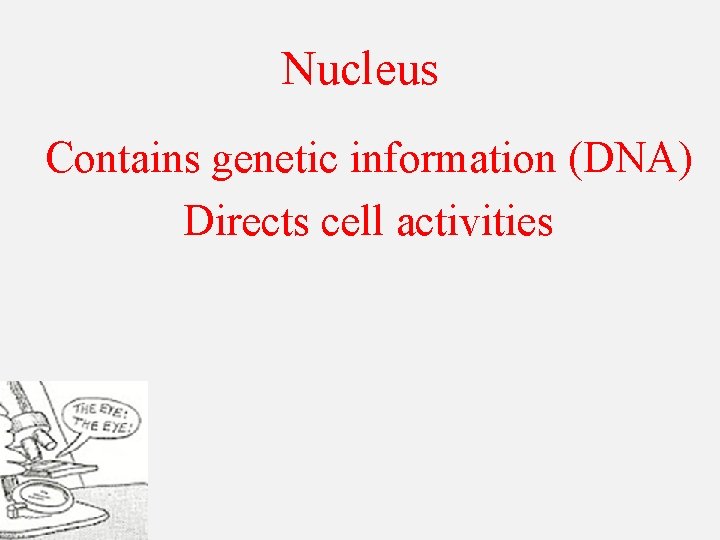 Nucleus Contains genetic information (DNA) Directs cell activities 