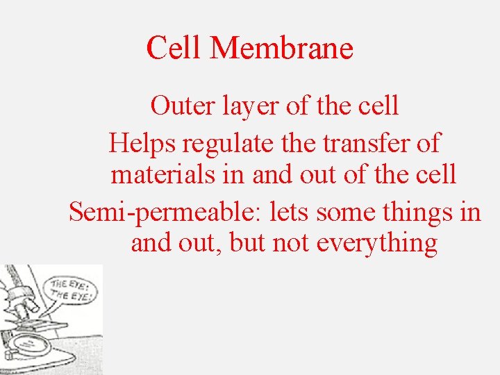 Cell Membrane Outer layer of the cell Helps regulate the transfer of materials in