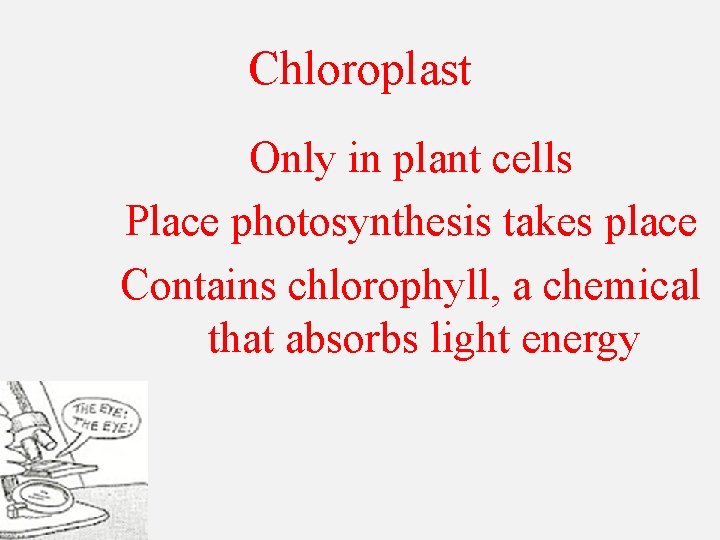 Chloroplast Only in plant cells Place photosynthesis takes place Contains chlorophyll, a chemical that