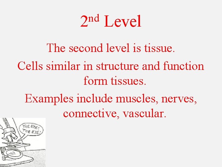 nd 2 Level The second level is tissue. Cells similar in structure and function