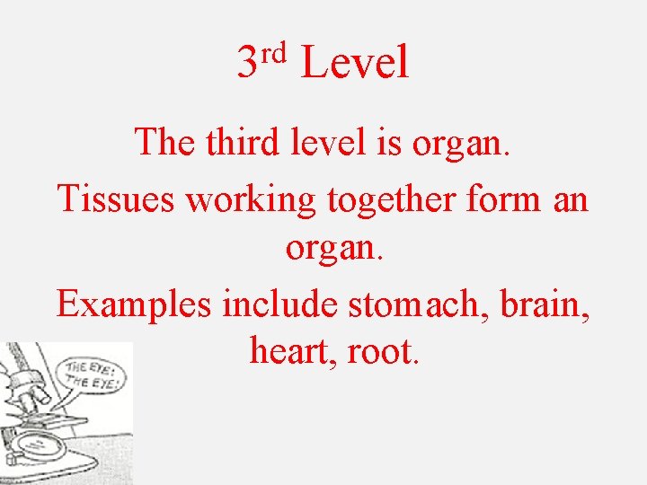 rd 3 Level The third level is organ. Tissues working together form an organ.