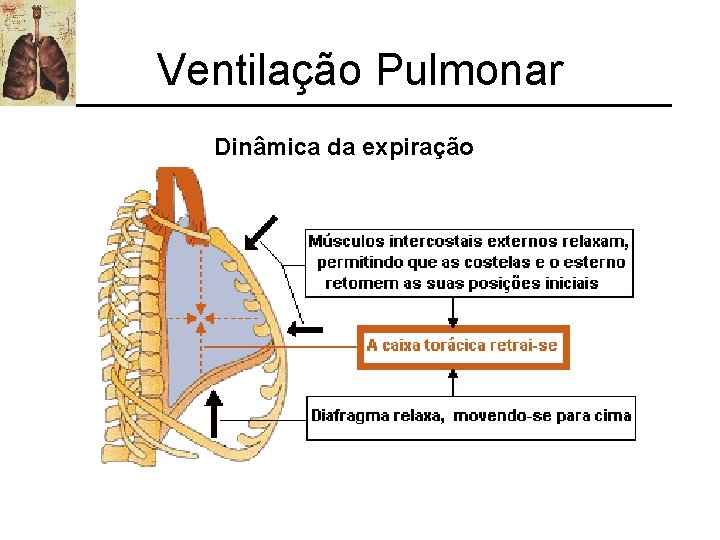 Ventilação Pulmonar Dinâmica da expiração 