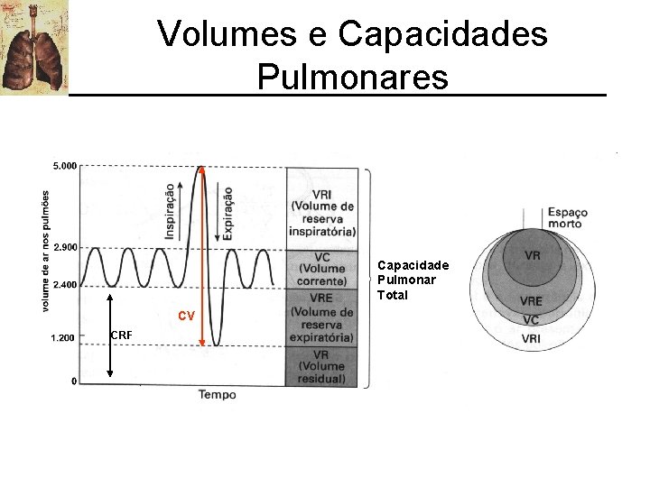 Volumes e Capacidades Pulmonares Capacidade Pulmonar Total CV CRF 