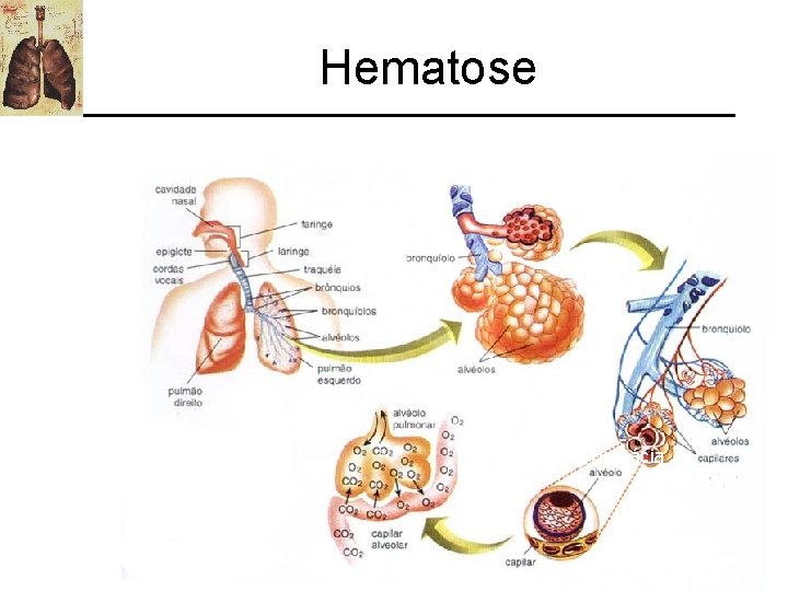 Hematose hemácia 