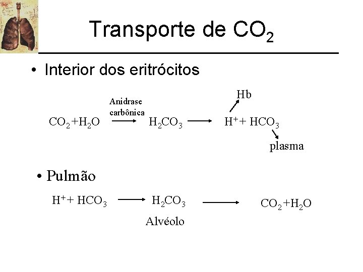 Transporte de CO 2 • Interior dos eritrócitos CO 2 +H 2 O Anidrase