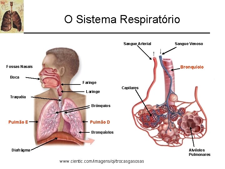 O Sistema Respiratório Sangue Arterial Fossas Nasais Sangue Venoso Bronquíolo Boca Faringe Laringe Capilares