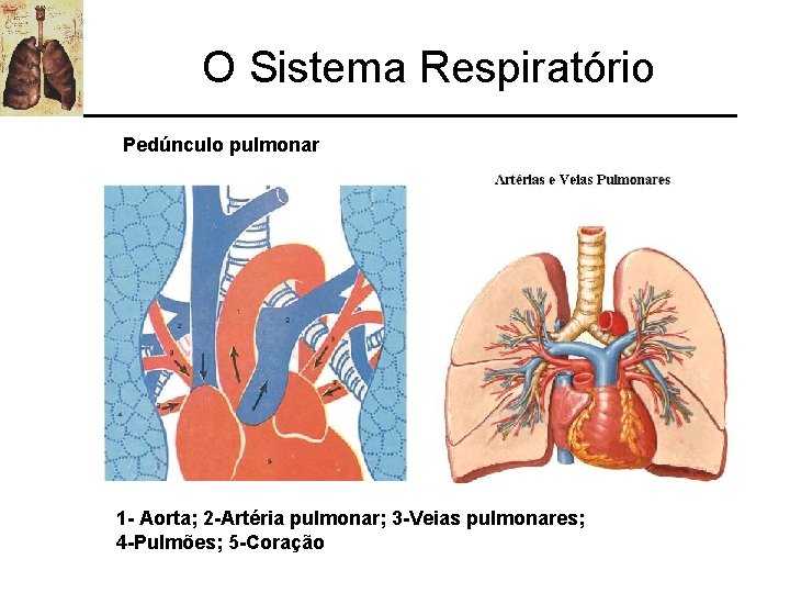 O Sistema Respiratório Pedúnculo pulmonar 1 - Aorta; 2 -Artéria pulmonar; 3 -Veias pulmonares;
