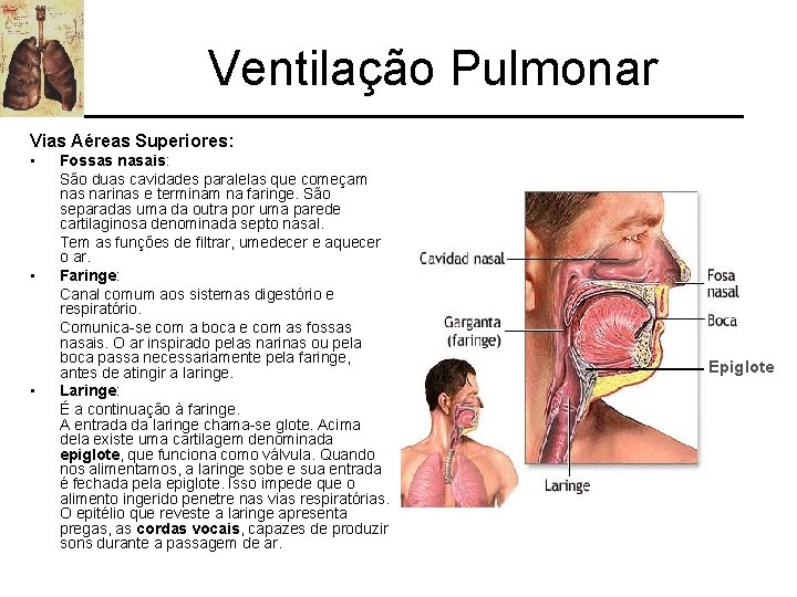 Ventilação Pulmonar Vias Aéreas Superiores: • • • Fossas nasais: São duas cavidades paralelas