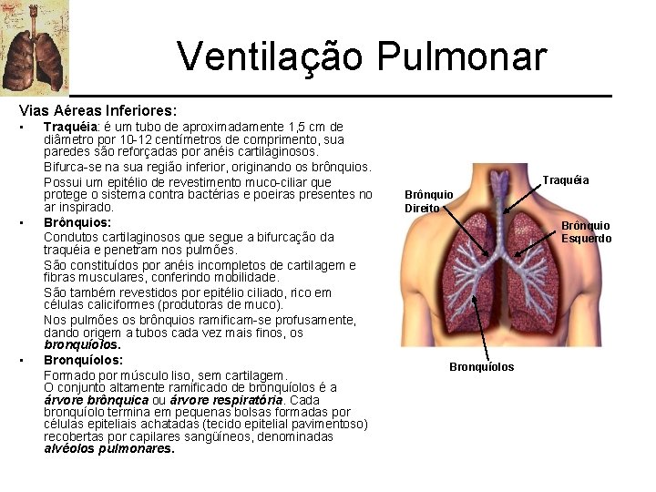 Ventilação Pulmonar Vias Aéreas Inferiores: • • • Traquéia: é um tubo de aproximadamente