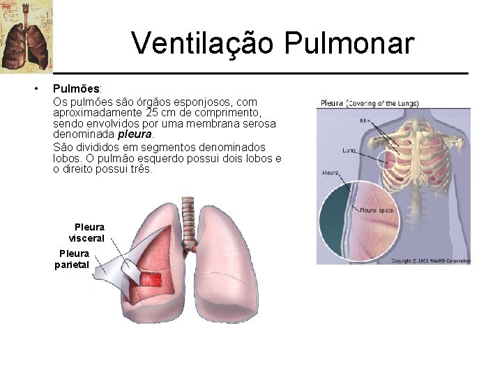 Ventilação Pulmonar • Pulmões: Os pulmões são órgãos esponjosos, com aproximadamente 25 cm de