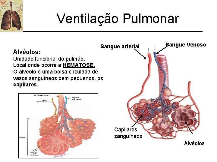 Ventilação Pulmonar Alvéolos: Sangue arterial Sangue Venoso Unidade funcional do pulmão. Local onde ocorre