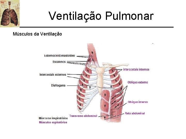 Ventilação Pulmonar Músculos da Ventilação 