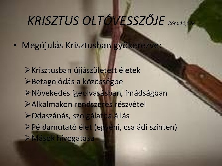 KRISZTUS OLTÓVESSZŐJE Róm. 11, 17 k • Megújulás Krisztusban gyökerezve: ØKrisztusban újjászületett életek ØBetagolódás