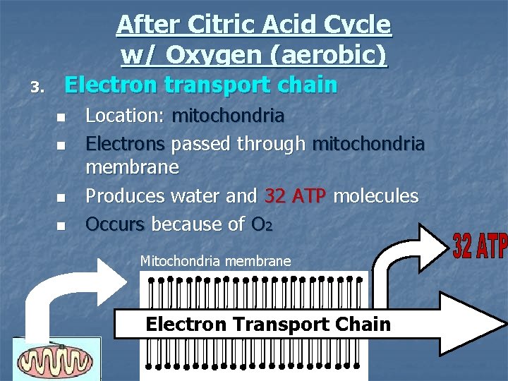 After Citric Acid Cycle w/ Oxygen (aerobic) 3. Electron transport chain n n Location: