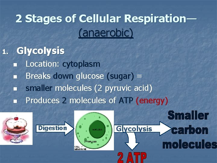 2 Stages of Cellular Respiration— (anaerobic) 1. Glycolysis n n Location: cytoplasm Breaks down