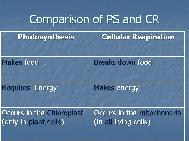 Comparison of PS and CR Photosynthesis Cellular Respiration Makes food Breaks down food Requires