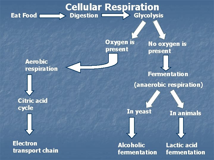Eat Food Cellular Respiration Digestion Glycolysis Oxygen is present Aerobic respiration No oxygen is