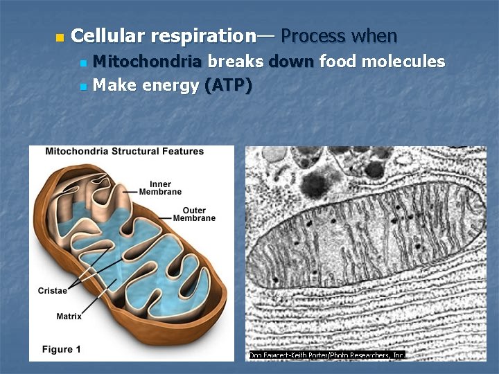 n Cellular respiration— Process when Mitochondria breaks down food molecules n Make energy (ATP)