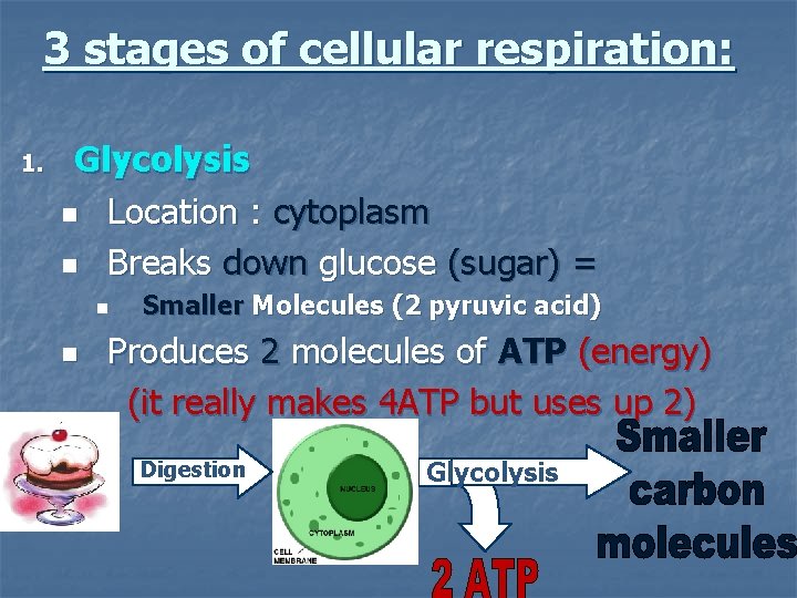 3 stages of cellular respiration: 1. Glycolysis n Location : cytoplasm n Breaks down