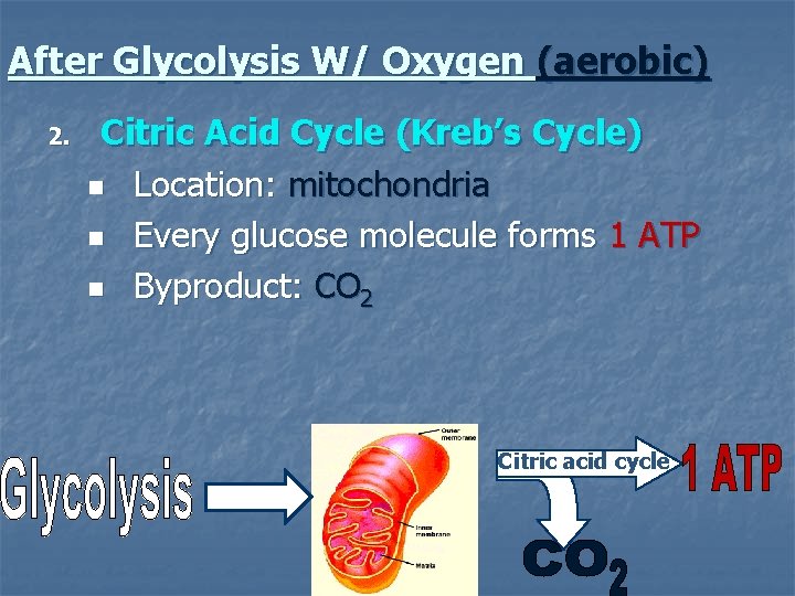 After Glycolysis W/ Oxygen (aerobic) 2. Citric Acid Cycle (Kreb’s Cycle) n Location: mitochondria