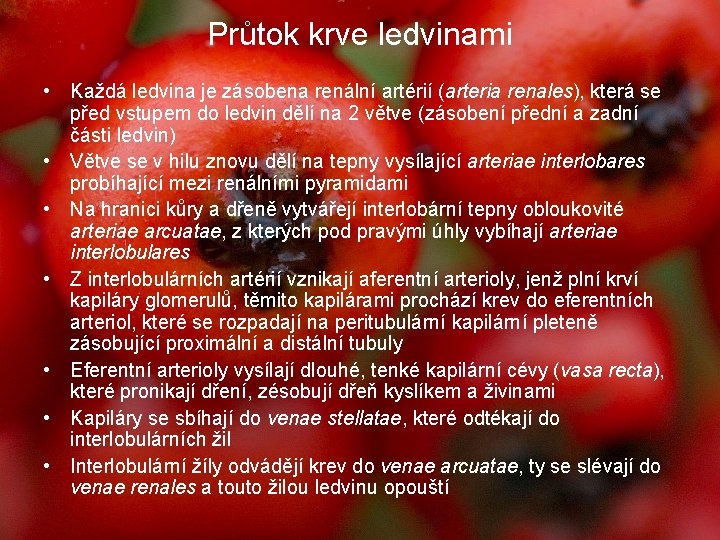 Průtok krve ledvinami • Každá ledvina je zásobena renální artérií (arteria renales), která se