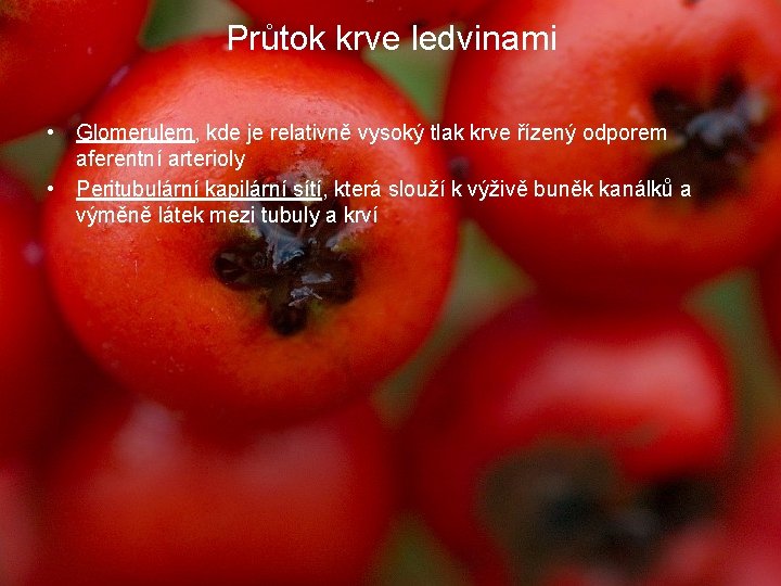 Průtok krve ledvinami • Glomerulem, kde je relativně vysoký tlak krve řízený odporem aferentní