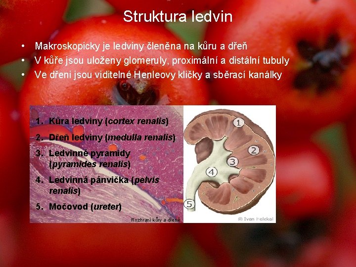 Struktura ledvin • Makroskopicky je ledviny členěna na kůru a dřeň • V kůře