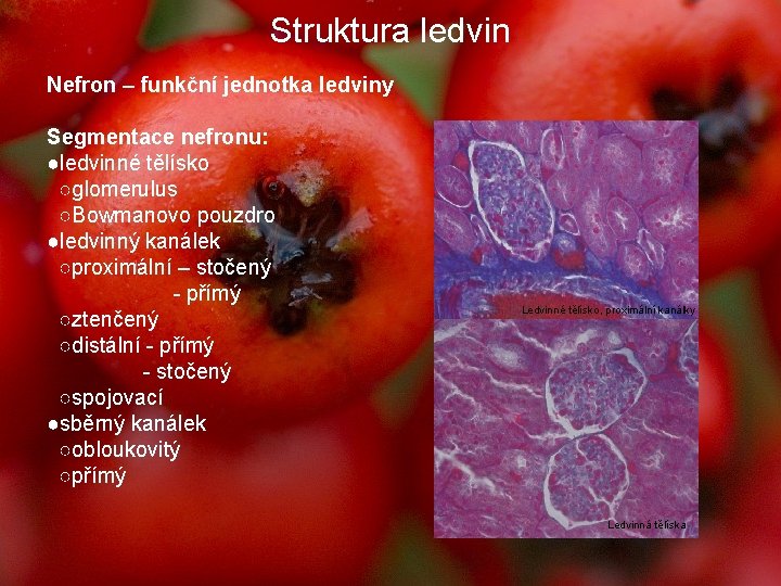 Struktura ledvin Nefron – funkční jednotka ledviny Segmentace nefronu: ●ledvinné tělísko ○glomerulus ○Bowmanovo pouzdro