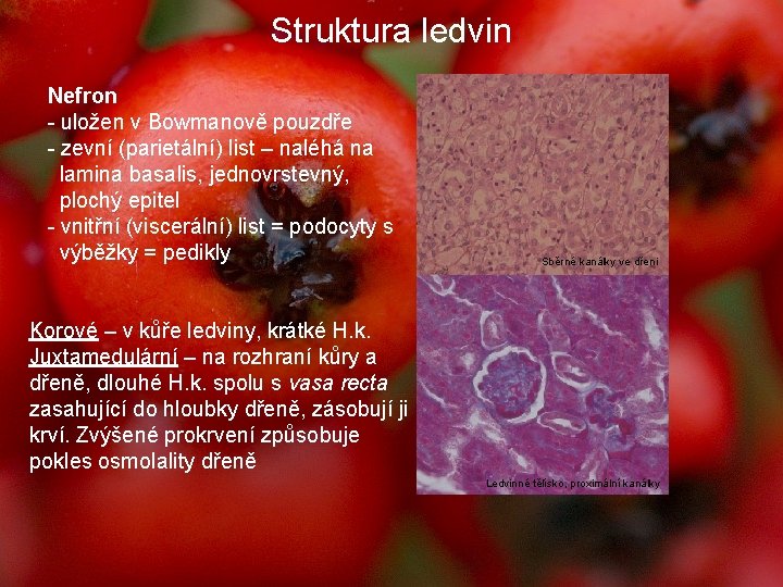 Struktura ledvin Nefron - uložen v Bowmanově pouzdře - zevní (parietální) list – naléhá