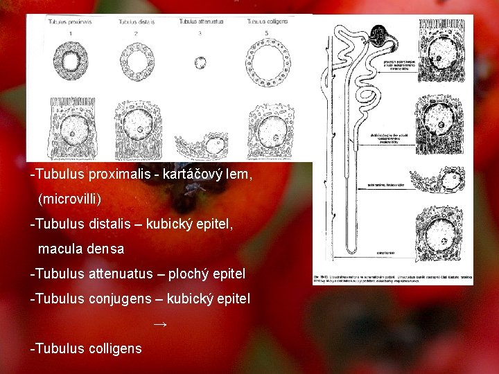 -Tubulus proximalis - kartáčový lem, (microvilli) -Tubulus distalis – kubický epitel, macula densa -Tubulus