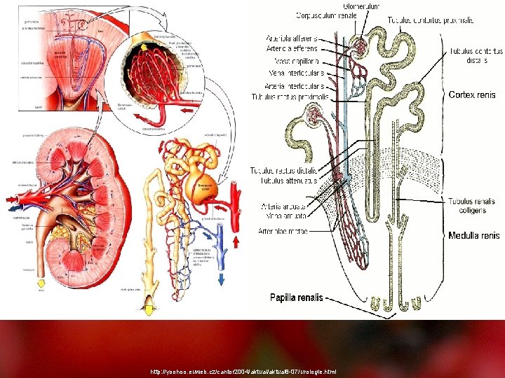 http: //yoohoo. euweb. cz/cantor 2004/aktual 8 -07/urologie. html 