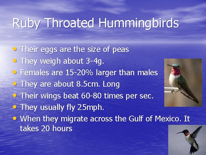 Ruby Throated Hummingbirds • Their eggs are the size of peas • They weigh