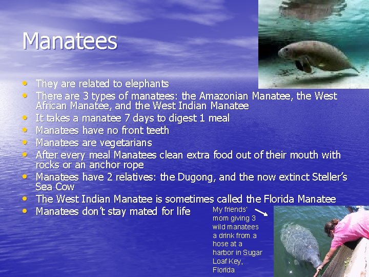 Manatees • They are related to elephants • There are 3 types of manatees: