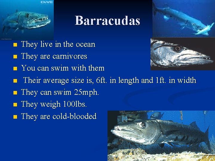 Barracudas n n n n They live in the ocean They are carnivores You