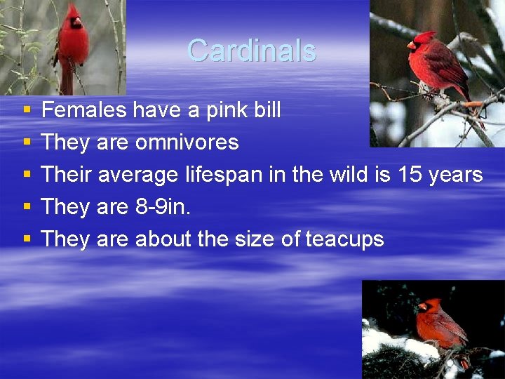 Cardinals § § § Females have a pink bill They are omnivores Their average