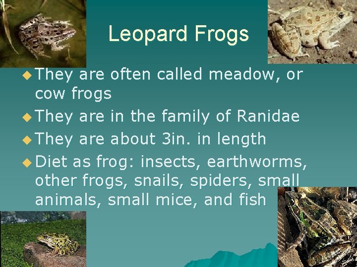 Leopard Frogs u They are often called meadow, or cow frogs u They are