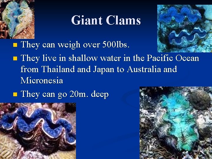 Giant Clams They can weigh over 500 lbs. n They live in shallow water
