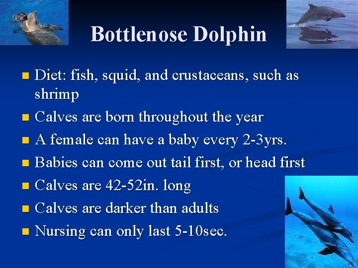Bottlenose Dolphin Diet: fish, squid, and crustaceans, such as shrimp n Calves are born