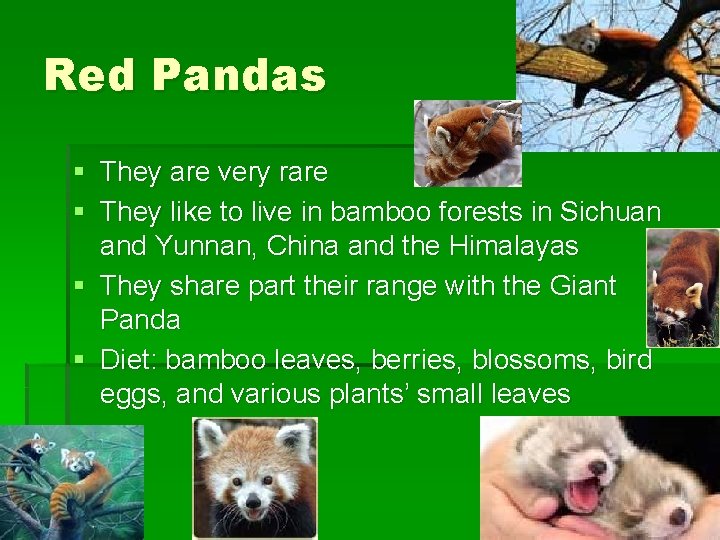 Red Pandas § They are very rare § They like to live in bamboo