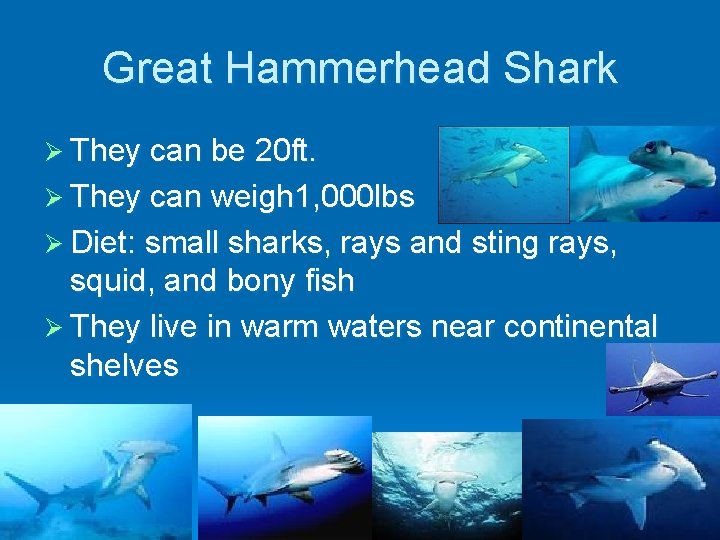 Great Hammerhead Shark Ø They can be 20 ft. Ø They can weigh 1,