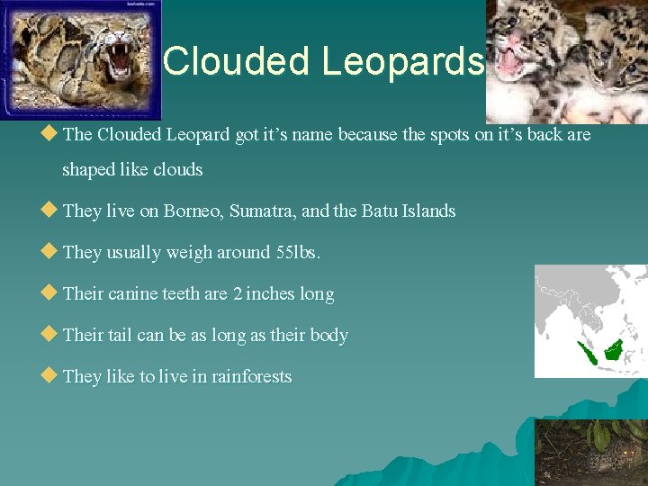 Clouded Leopards u The Clouded Leopard got it’s name because the spots on it’s